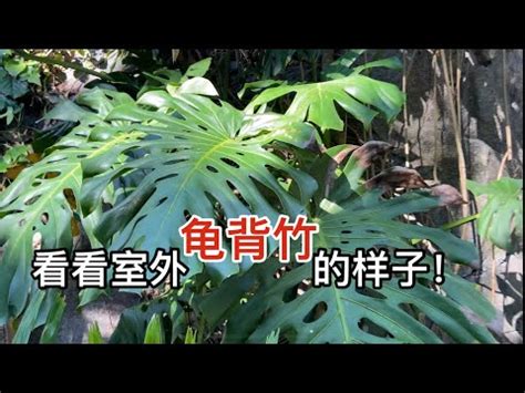 龜背芋 室外|這位太太愛植物 Kim